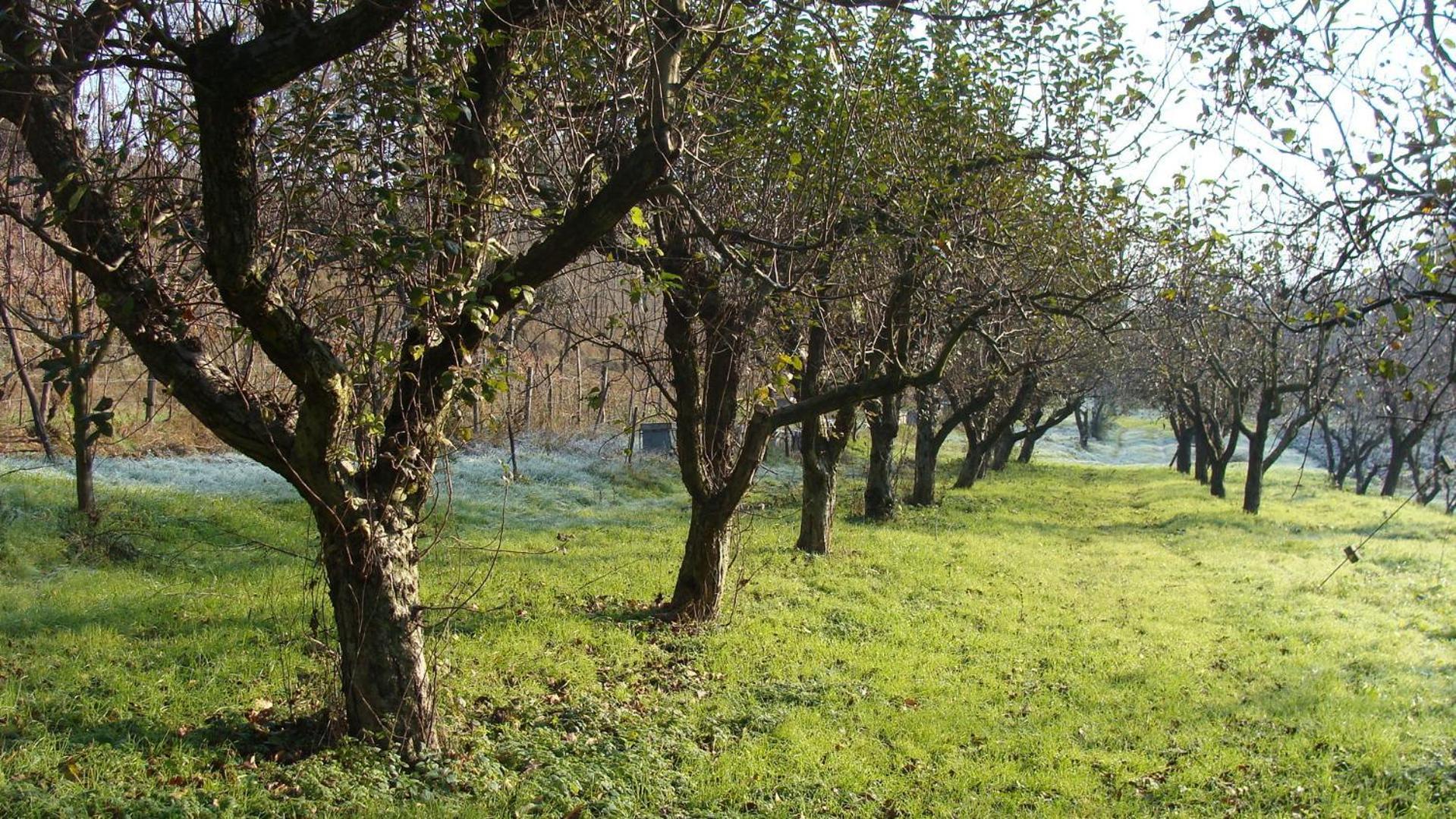 Agriturismo Cascina Degli Ulivi Novi Ligure Exteriér fotografie